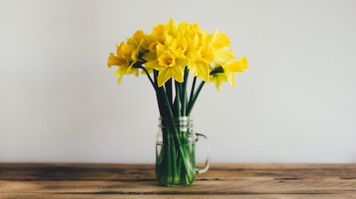 Daffodils in clear vase by Annie Spratt on Unsplash