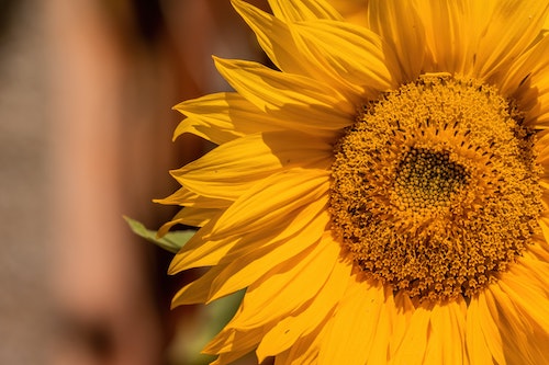 Sunflower image close up Photo by Andy Holmes from Unsplash
